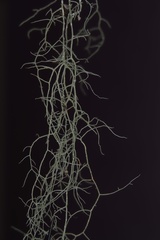 Usnea trichodea