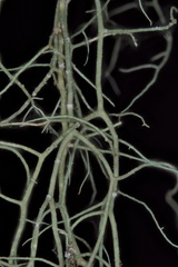 Usnea trichodea