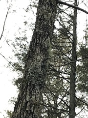 Usnea trichodea
