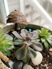 Echeveria gibbiflora × potosina