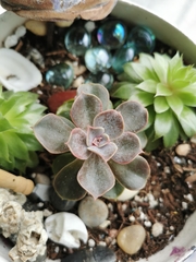 Echeveria gibbiflora × potosina