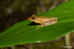 Scinax tymbamirim