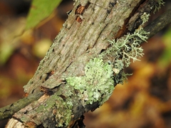 Punctelia caseana
