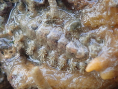 Acanthochitona crinita