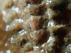 Acanthochitona crinita