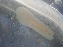 Leptoplana tremellaris