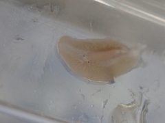 Leptoplana tremellaris