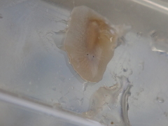 Leptoplana tremellaris