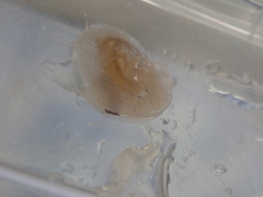 Leptoplana tremellaris