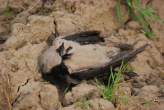 Corvus cornix