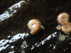 Spirorbis tridentatus