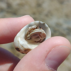 Coenobita scaevola