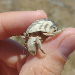 Coenobita scaevola