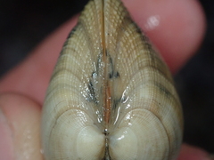 Ruditapes decussatus