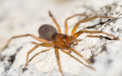 Mesiotelus