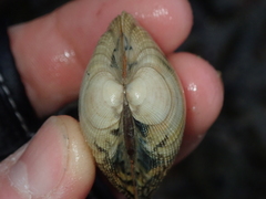 Ruditapes decussatus