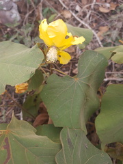 Bakeridesia gloriosa