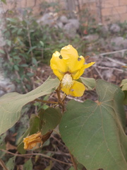 Bakeridesia gloriosa