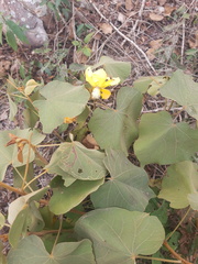 Bakeridesia gloriosa