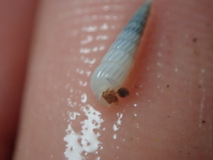 Turbonilla lactea