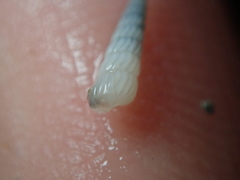 Turbonilla lactea