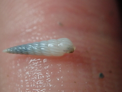 Turbonilla lactea