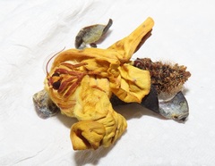 Tagoropsis flavinata