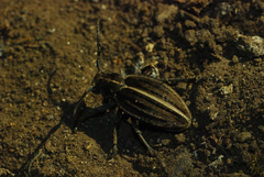 Dorcadion holosericeum