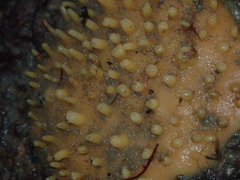 Polymastia penicillus