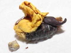 Tagoropsis flavinata