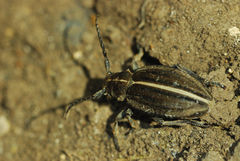 Dorcadion holosericeum