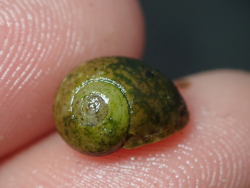 Representative image of Tellamia