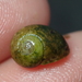 Tellamia contorta - Photo (c) Pierre Corbrion, some rights reserved (CC BY-NC-SA), uploaded by Pierre Corbrion