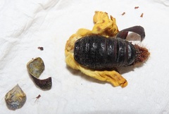 Tagoropsis flavinata