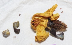 Tagoropsis flavinata