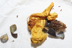 Tagoropsis flavinata