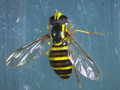 Xanthogramma flavipes