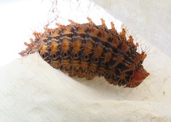 Tagoropsis flavinata