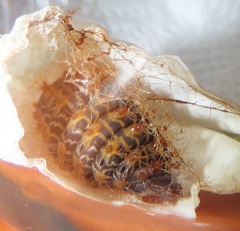 Tagoropsis flavinata