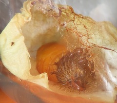 Tagoropsis flavinata