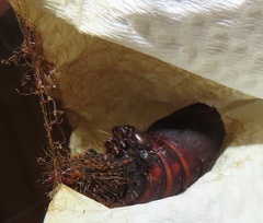 Tagoropsis flavinata