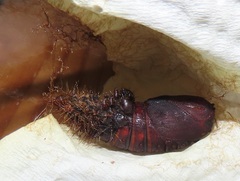 Tagoropsis flavinata