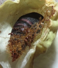 Tagoropsis flavinata