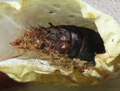 Tagoropsis flavinata