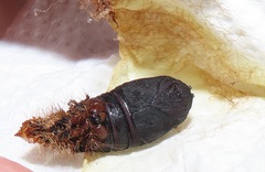 Tagoropsis flavinata