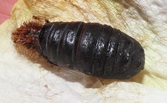 Tagoropsis flavinata