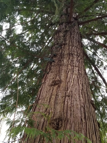 Western Red Cedar seedling