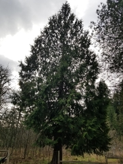 투야 플리카타 (Thuja plicata): 기원과 용도 — 사진 3