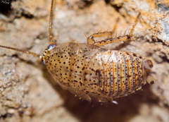 Phyllodromica subaptera