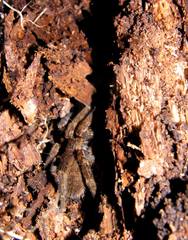 Ancylometes concolor
